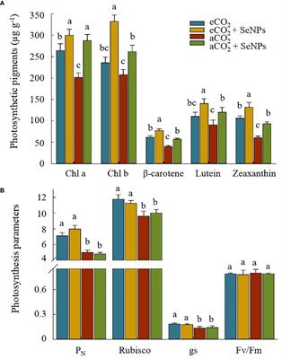Physiological and biochemical responses of wheat to synergistic effects of selenium nanoparticles and elevated CO2 conditions